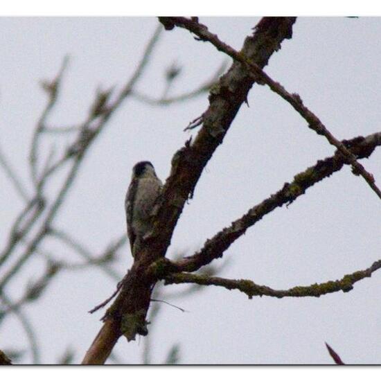 Lesser Spotted Woodpecker: Animal in habitat Boreal forest in the NatureSpots App