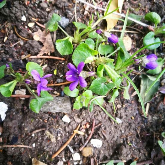 Viola reichenbachiana: Plant in nature in the NatureSpots App