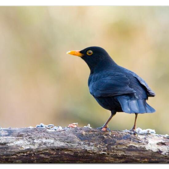 Common Blackbird: Animal in habitat Boreal forest in the NatureSpots App