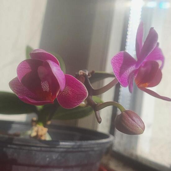 Phalaenopsis pulcherrima f. purpurea: Plant in nature in the NatureSpots App