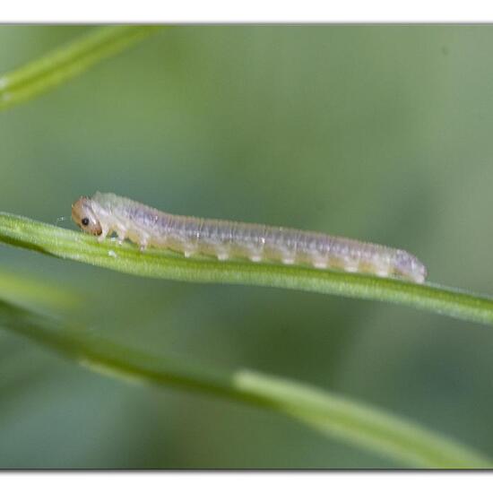 Symphyta: Animal in habitat Grassland in the NatureSpots App