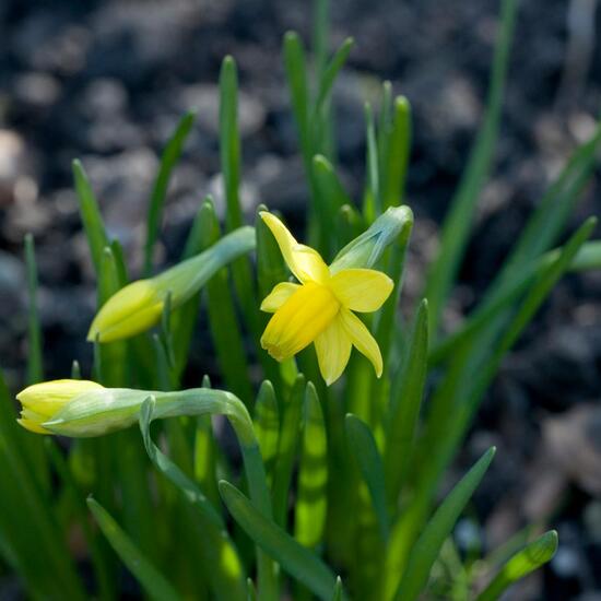 Narcissus cyclamineus: Plant in habitat Garden in the NatureSpots App