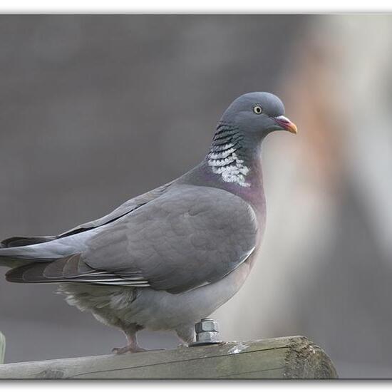 Common Wood Pigeon: Animal in habitat Garden in the NatureSpots App