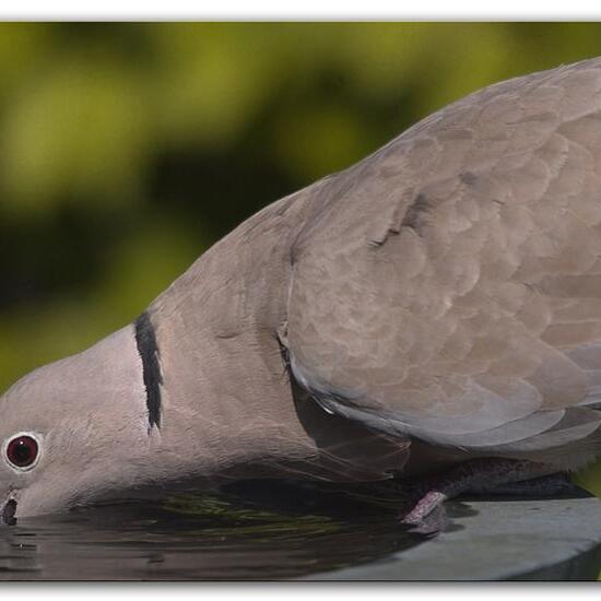 Eurasian Collared Dove: Animal in habitat Garden in the NatureSpots App