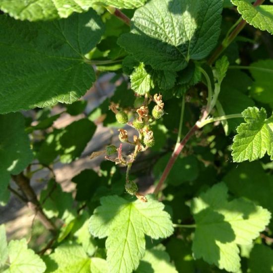 Ribes: Plant in nature in the NatureSpots App