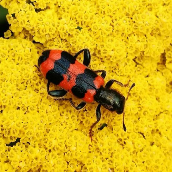 Gemeiner Bienenkäfer: Tier in der Natur in der NatureSpots App