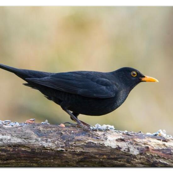 Common Blackbird: Animal in habitat Boreal forest in the NatureSpots App