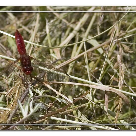 andere Art: Tier im Habitat Landwirtschaftliche Wiese in der NatureSpots App