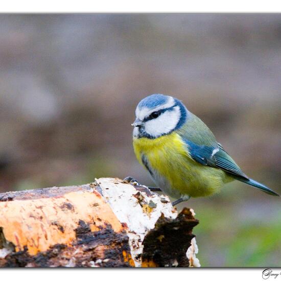 Blaumeise: Tier im Habitat Borealer Nadelwald in der NatureSpots App