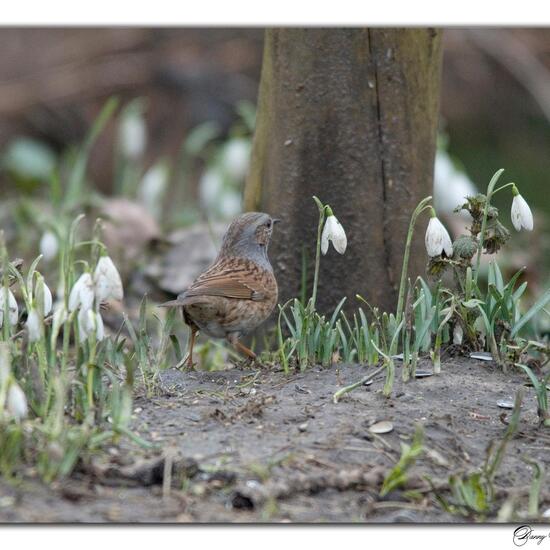 Dunnock: Animal in habitat Boreal forest in the NatureSpots App