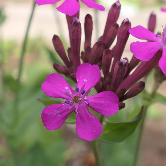 Silene armeria: Plant in habitat Garden in the NatureSpots App