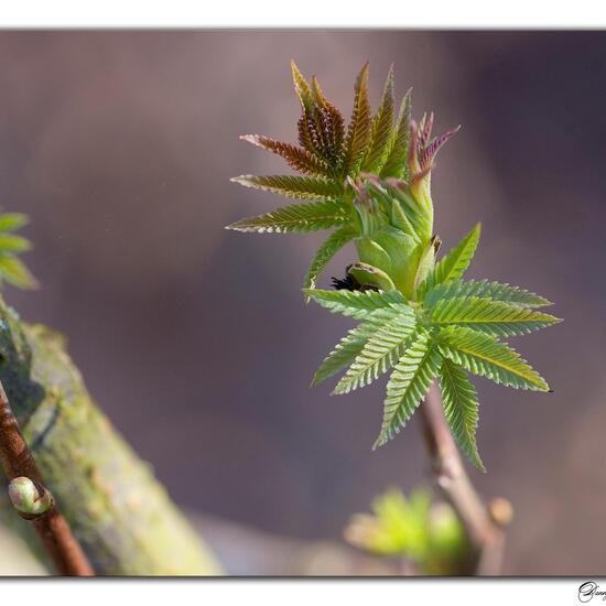 Sorbaria sorbifolia: Plant in habitat Grassland in the NatureSpots App