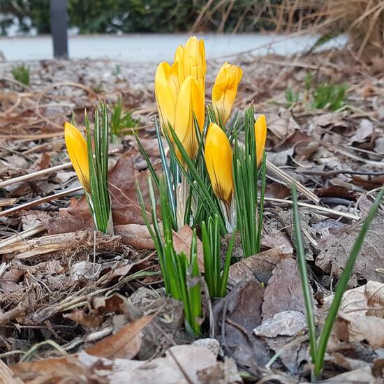 Kleiner Krokus: Pflanze im Habitat Hecke/Blumenbeet in der NatureSpots App