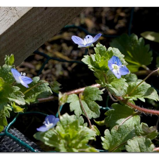 Veronica persica: Plant in habitat Guerilla gardening in the NatureSpots App