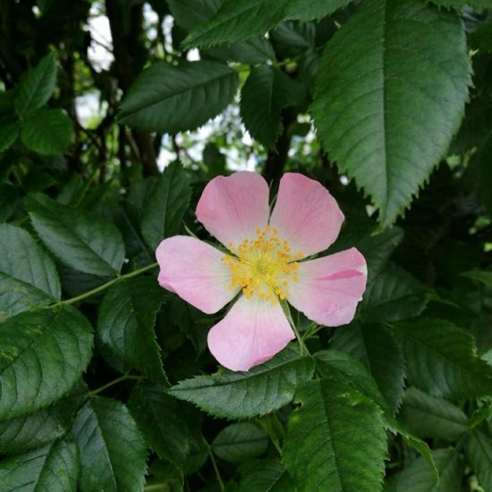 Hunds-Rose: Pflanze im Habitat Garten in der NatureSpots App