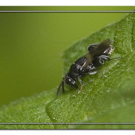 Haltichella rufipes: Tier im Habitat Wald in der NatureSpots App