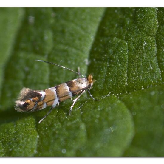 Phyllonorycter klemannella: Tier im Habitat Garten in der NatureSpots App