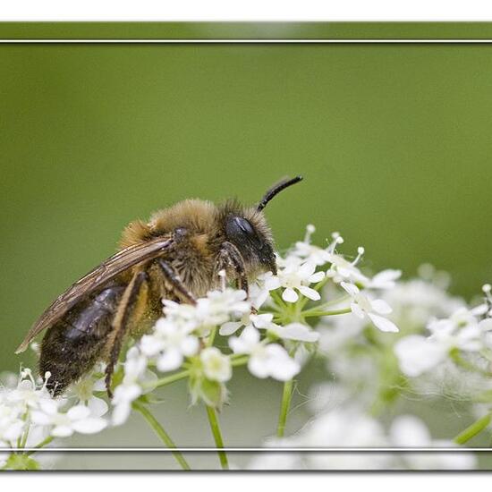 Frühlings-Seidenbiene: Tier im Habitat Strasse/Verkehr in der NatureSpots App