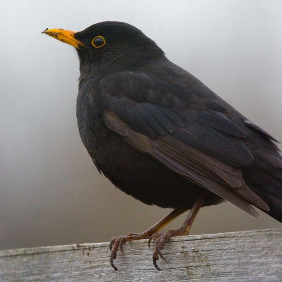 Amsel: Tier im Habitat Garten in der NatureSpots App