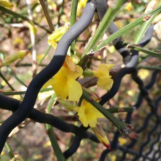 Jasminum nudiflorum: Plant in habitat Garden in the NatureSpots App