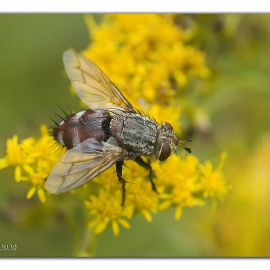 Linnaemya vulpina: Tier im Habitat Halb-natürliches Grasland in der NatureSpots App