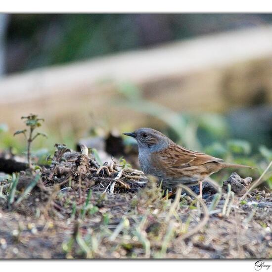 Heckenbraunelle: Tier im Habitat Borealer Nadelwald in der NatureSpots App