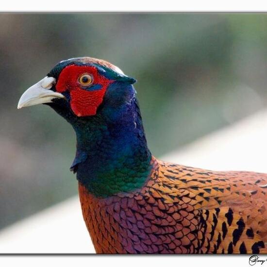 Common Pheasant: Animal in habitat Boreal forest in the NatureSpots App