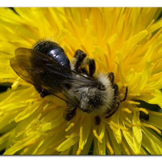 Andrena vaga: Animal in habitat Semi-natural grassland in the NatureSpots App