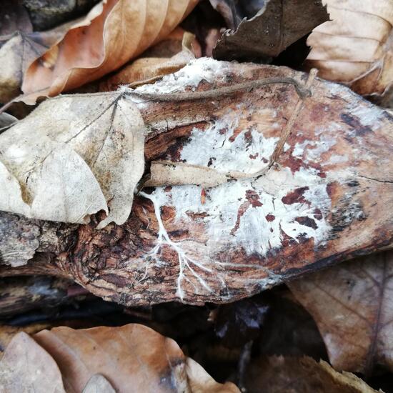 andere Art: Pilz im Habitat Wald der gemäßigten Breiten in der NatureSpots App