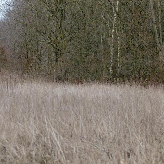 Landschaft: Grasland und Büsche im Habitat Halb-natürliches Grasland in der NatureSpots App