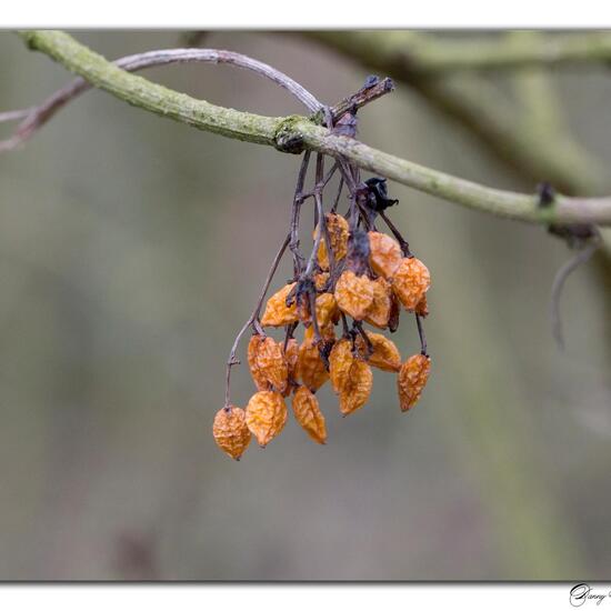 Viburnum opulus: Plant in habitat Grassland in the NatureSpots App