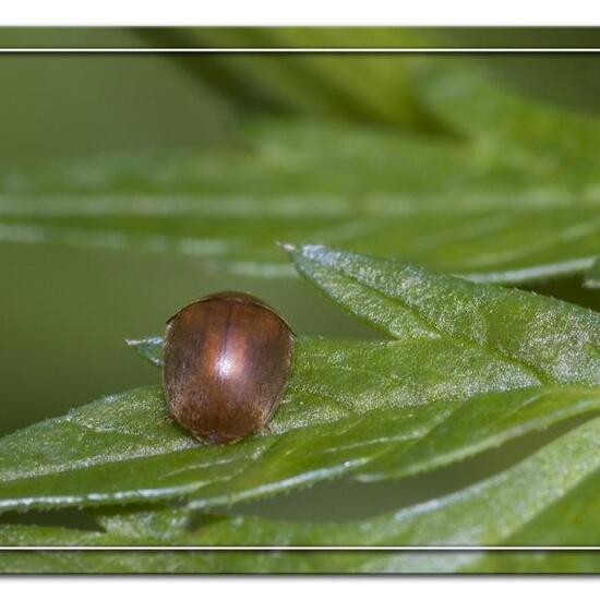 Byturidae: Tier im Habitat Landwirtschaftliche Wiese in der NatureSpots App