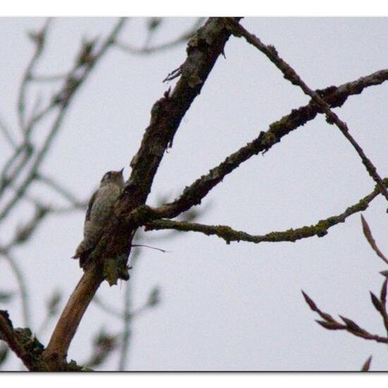 Lesser Spotted Woodpecker: Animal in habitat Boreal forest in the NatureSpots App