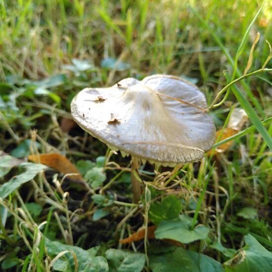 Grubiger Wurzelrübling: Pilz im Habitat Naturnahe Wiese in der NatureSpots App