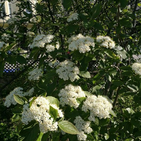 Viburnum lantana: Plant in habitat Park in the NatureSpots App