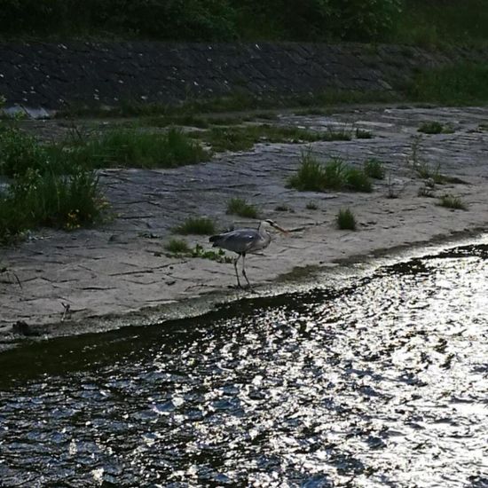 Grey Heron: Animal in habitat River in the NatureSpots App