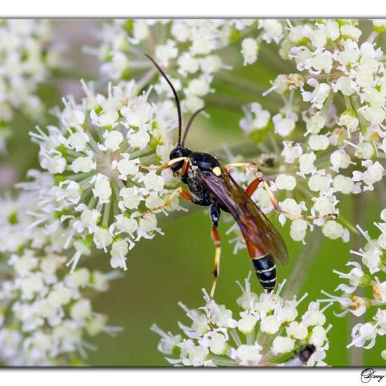 Ctenichneumon panzeri: Animal in habitat Natural Meadow in the NatureSpots App