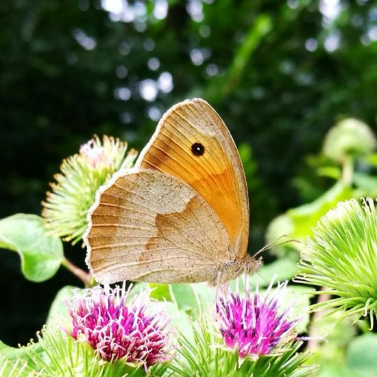 Großes Ochsenauge: Tier in der Natur in der NatureSpots App