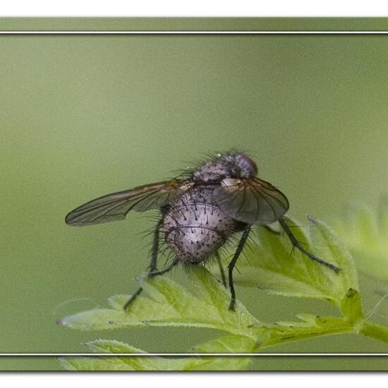 Raupenfliegen: Tier im Habitat Strasse/Verkehr in der NatureSpots App