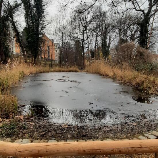 Landschaft: Süßwasser im Habitat Teich in der NatureSpots App