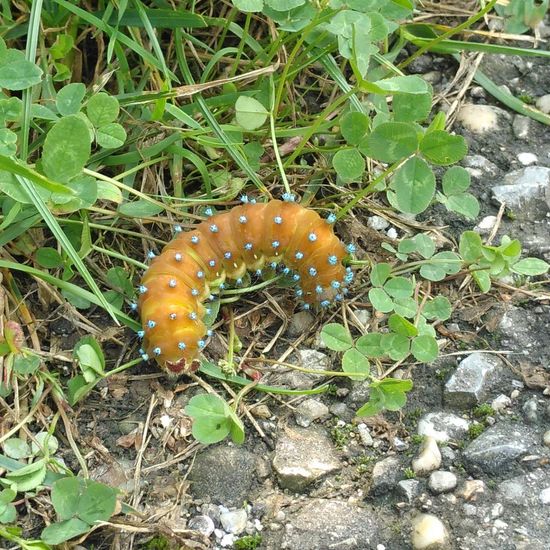 Wiener Nachtpfauenauge: Tier im Habitat Halb-natürliches Grasland in der NatureSpots App