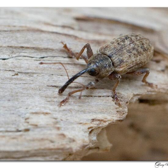 Langarmiger Spießrüssler: Tier im Habitat Garten in der NatureSpots App