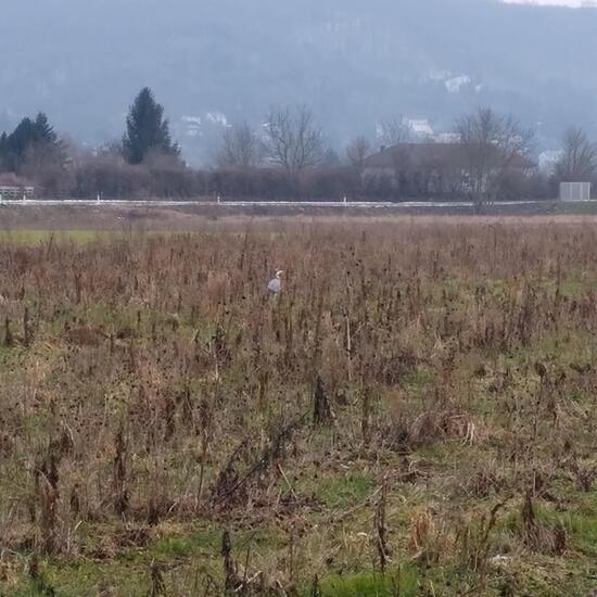 Graureiher: Tier im Habitat Halb-natürliches Grasland in der NatureSpots App