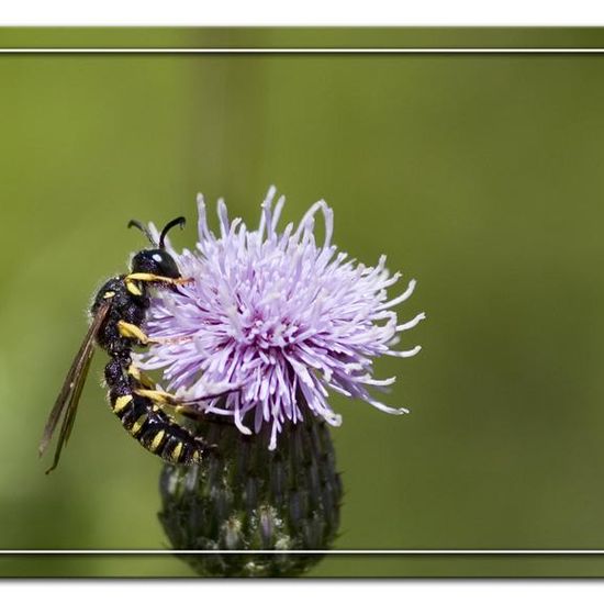 Sandknotenwespe: Tier im Habitat Halb-natürliches Grasland in der NatureSpots App