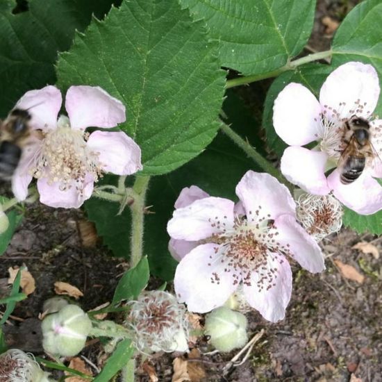 Westliche Honigbiene: Tier im Habitat Park in der NatureSpots App