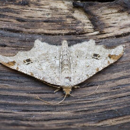 Macaria alternata: Tier im Habitat Garten in der NatureSpots App