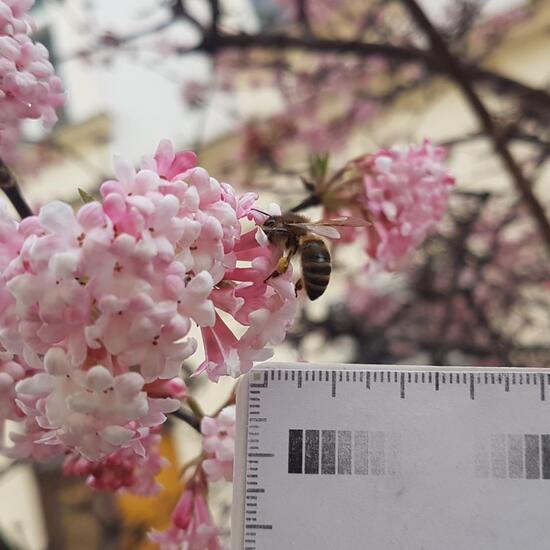 Westliche Honigbiene: Tier im Habitat Innenstadt in der NatureSpots App