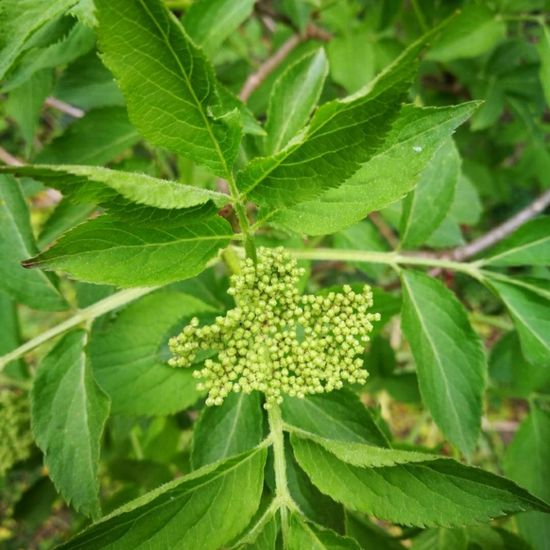 Sambucus nigra: Plant in habitat Park in the NatureSpots App