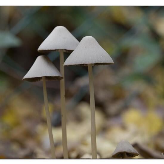 Psathyrella conopilus: Pilz im Habitat Strasse/Verkehr in der NatureSpots App