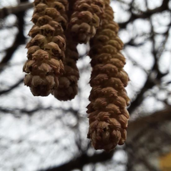 Corylus colurna: Plant in habitat City and Urban in the NatureSpots App